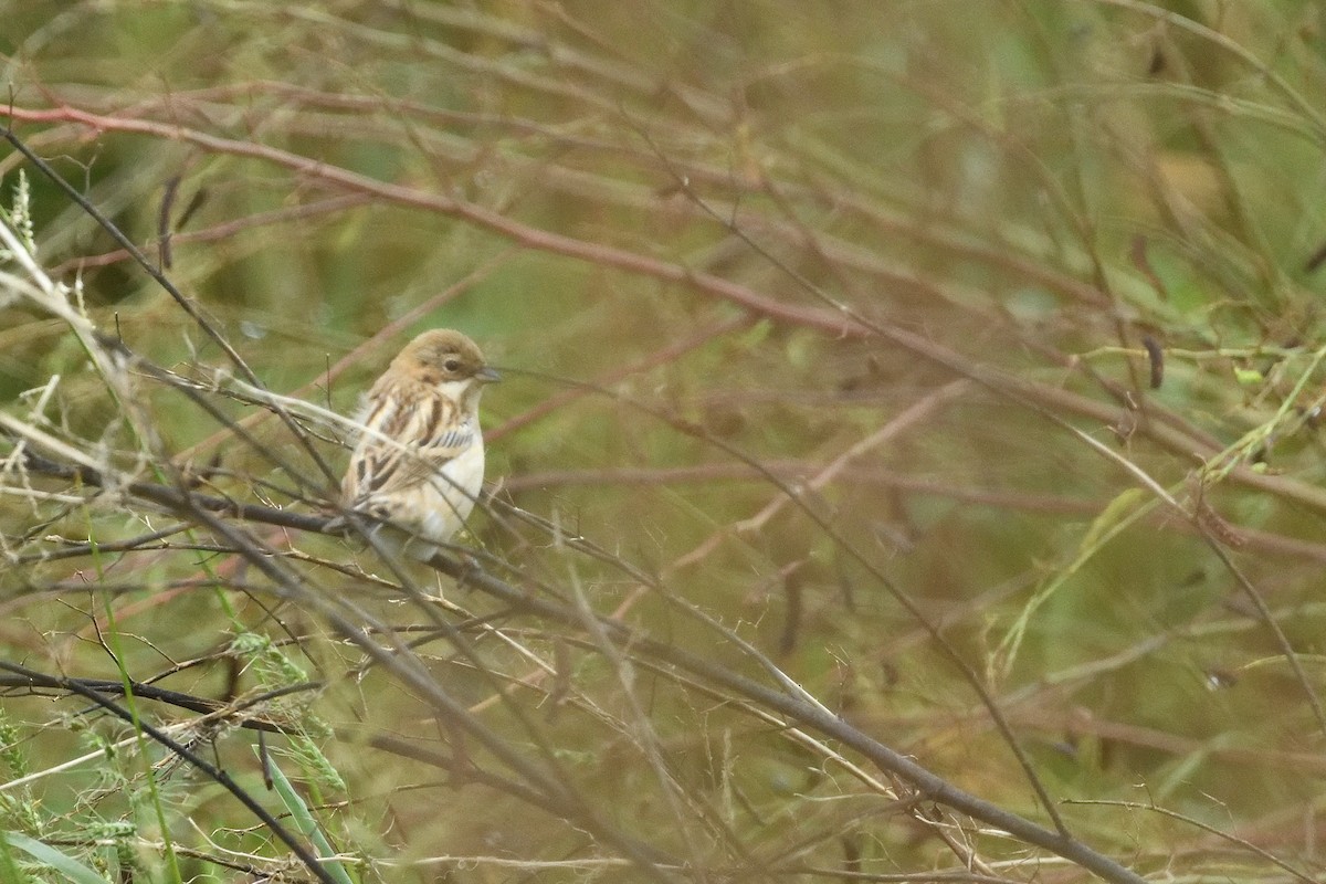 シベリアジュリン - ML644092081