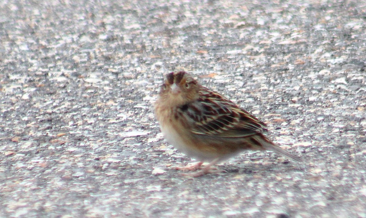 Grasshopper Sparrow - ML644092084