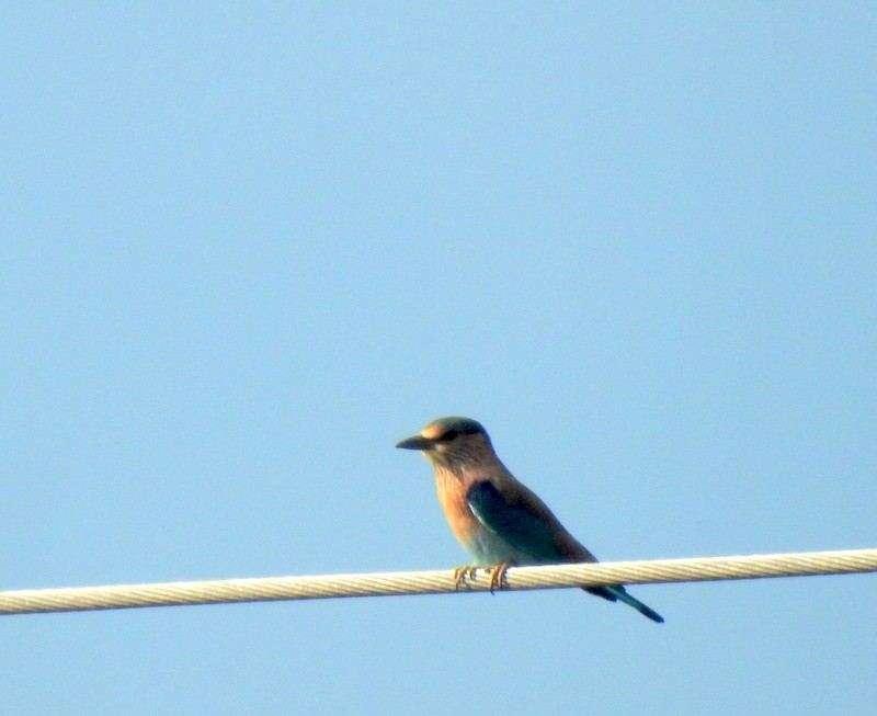 Indian Roller - ML644092085
