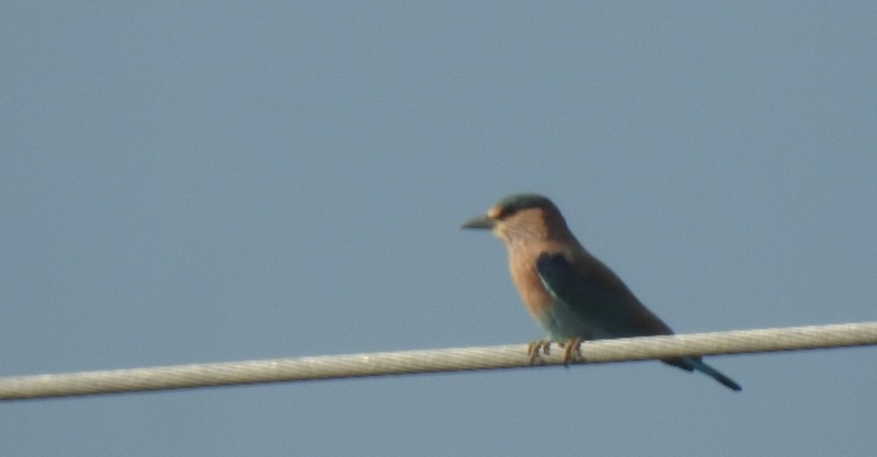 Indian Roller - ML644092086