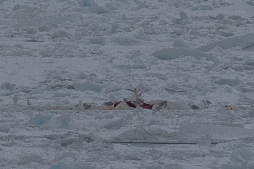 Ipar-kaioa - ML644092098