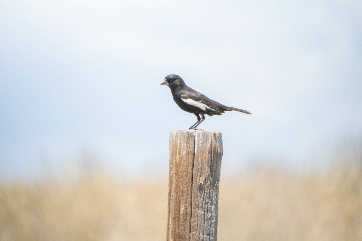 Lark Bunting - ML644092108