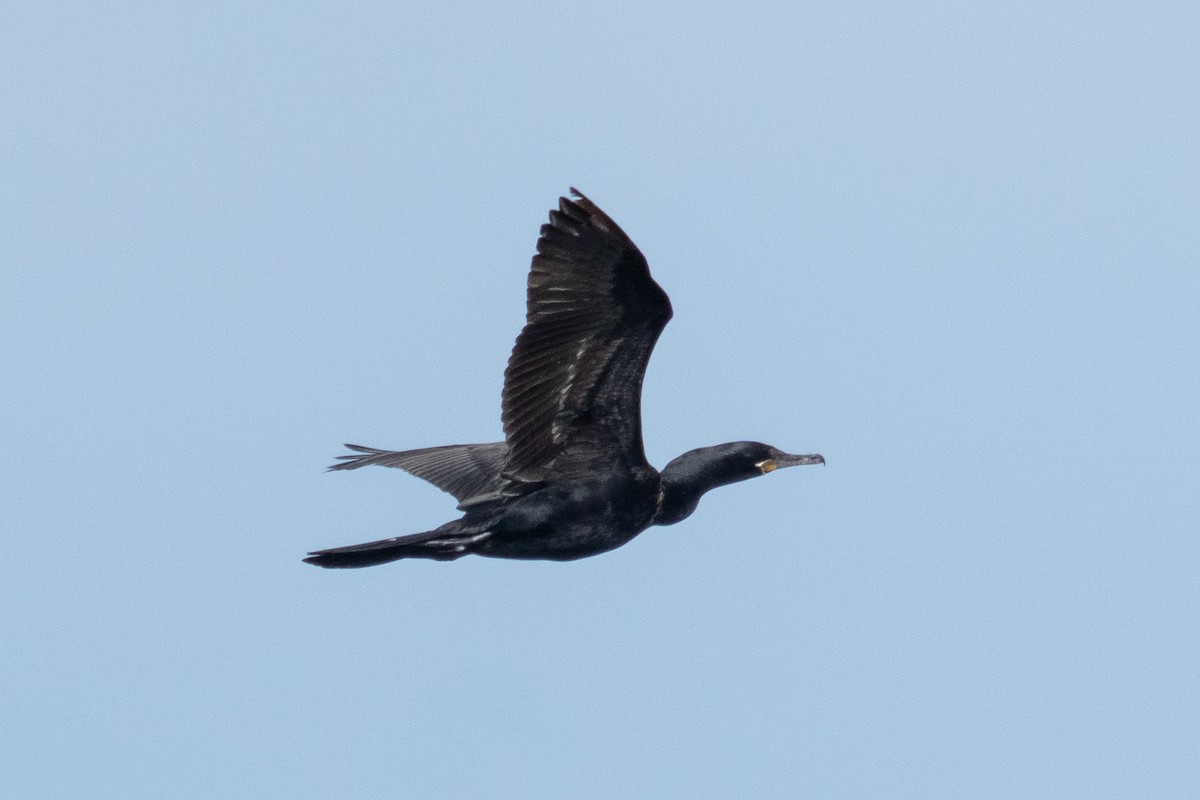 Neotropic Cormorant - ML644092117
