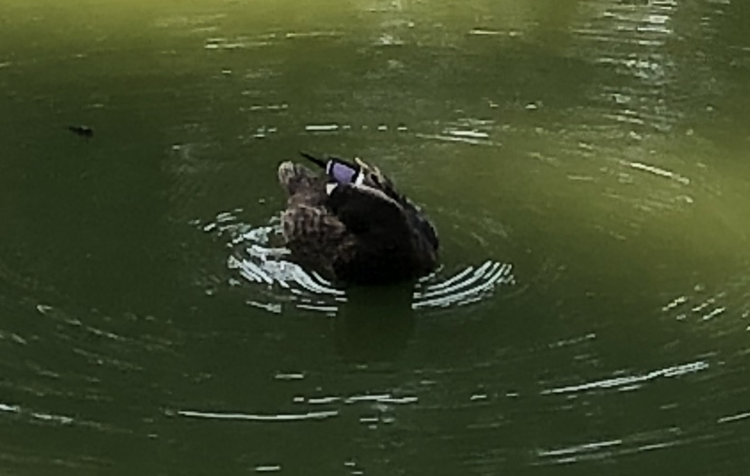 Mexican Duck - ML644092126