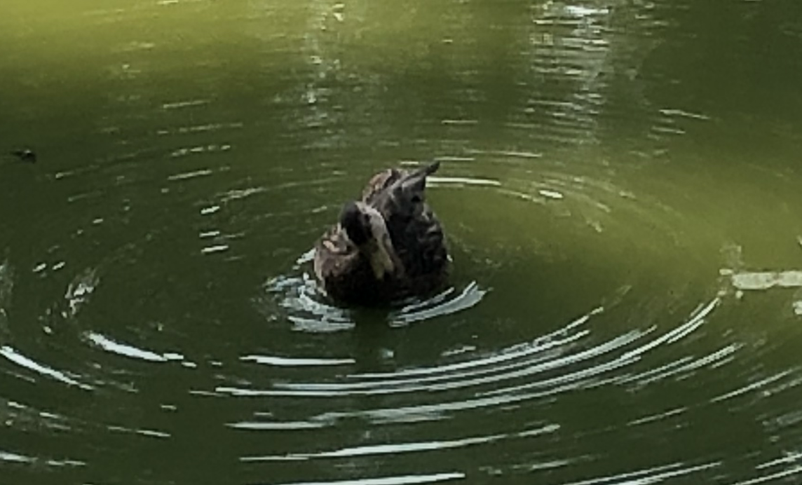 Mexican Duck - ML644092127