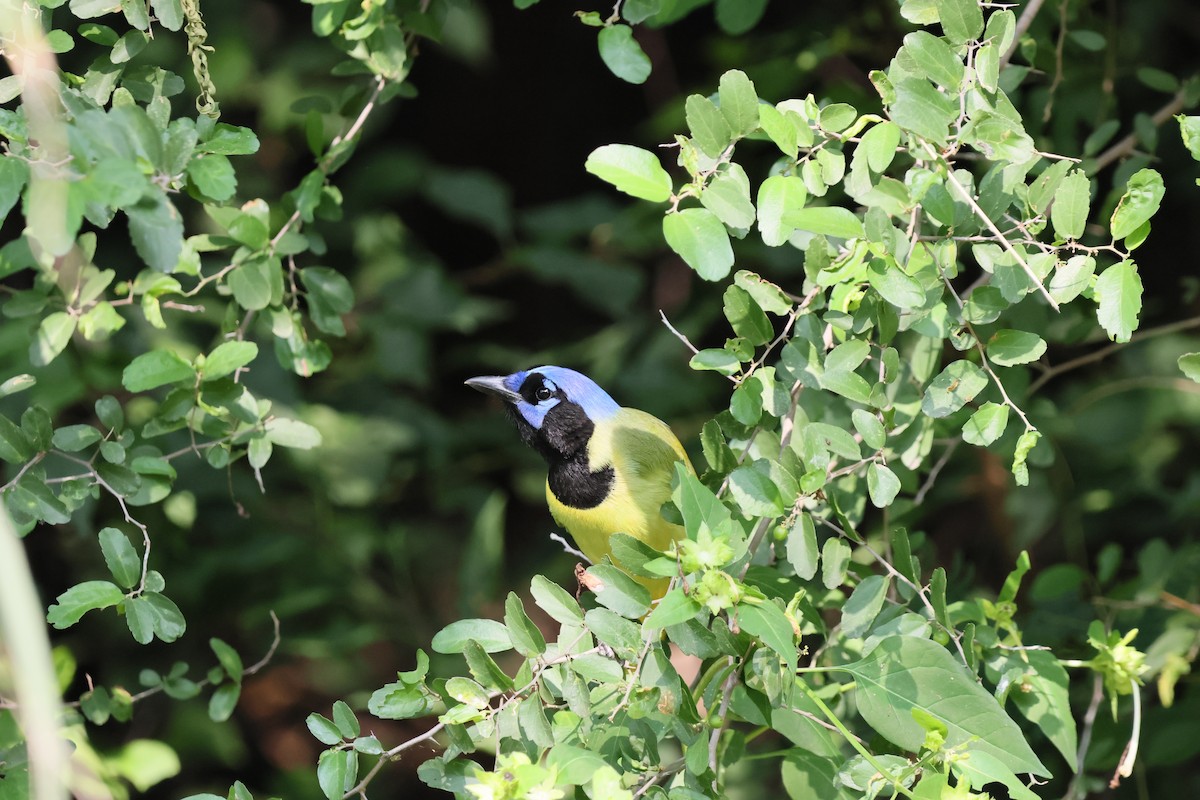 Green Jay - ML644092137