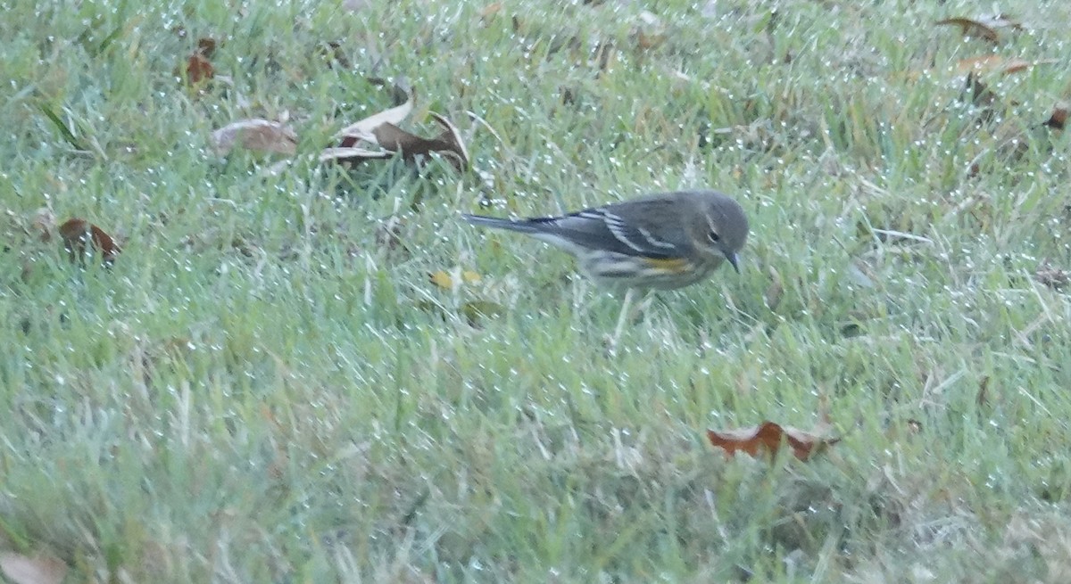 キヅタアメリカムシクイ（coronata） - ML644092182