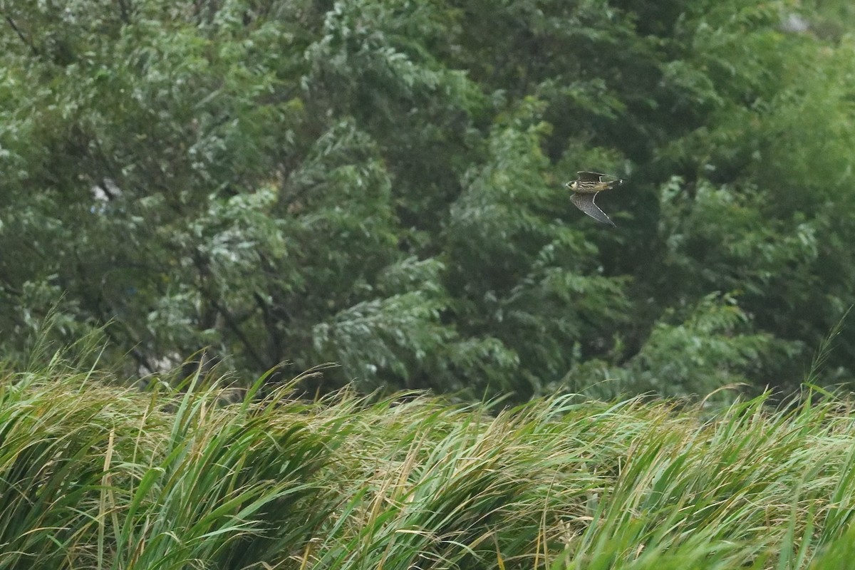 Eurasian Hobby - ML644092195