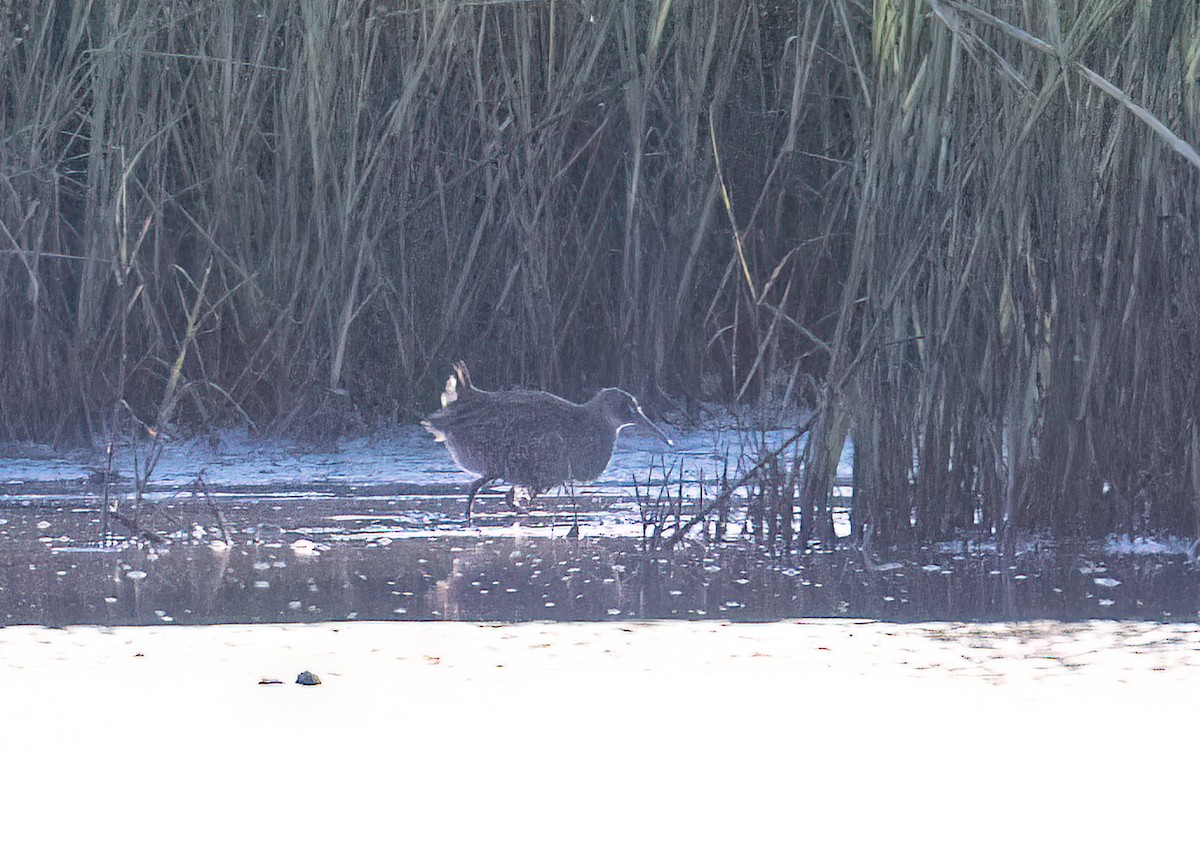 オウサマクイナ／ヒガシオニクイナ - ML644092198