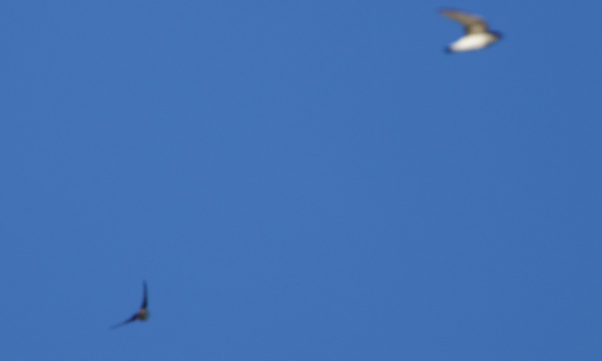 Cave Swallow - ML644092201