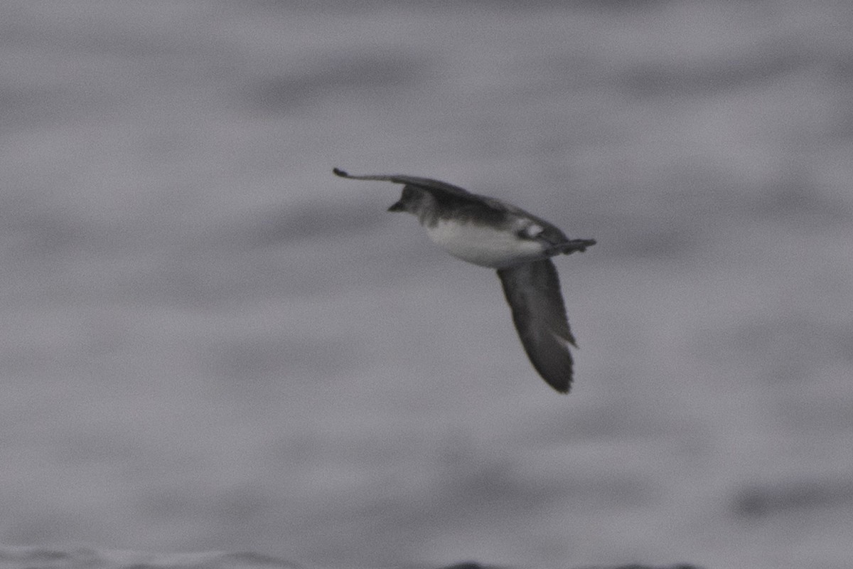 Cassin's Auklet - ML644092205