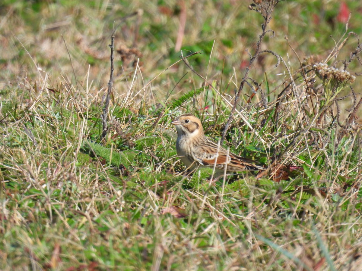 鐵爪鵐 - ML644092208