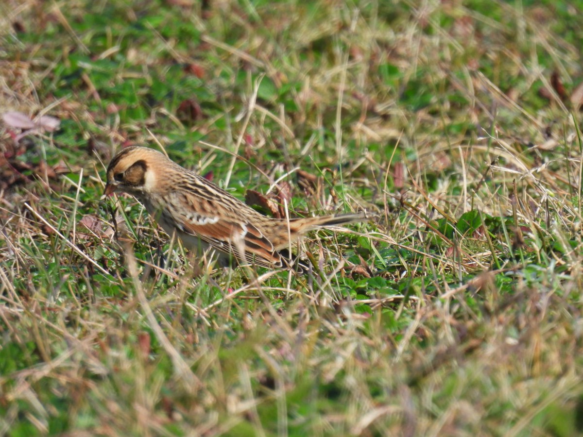 鐵爪鵐 - ML644092209