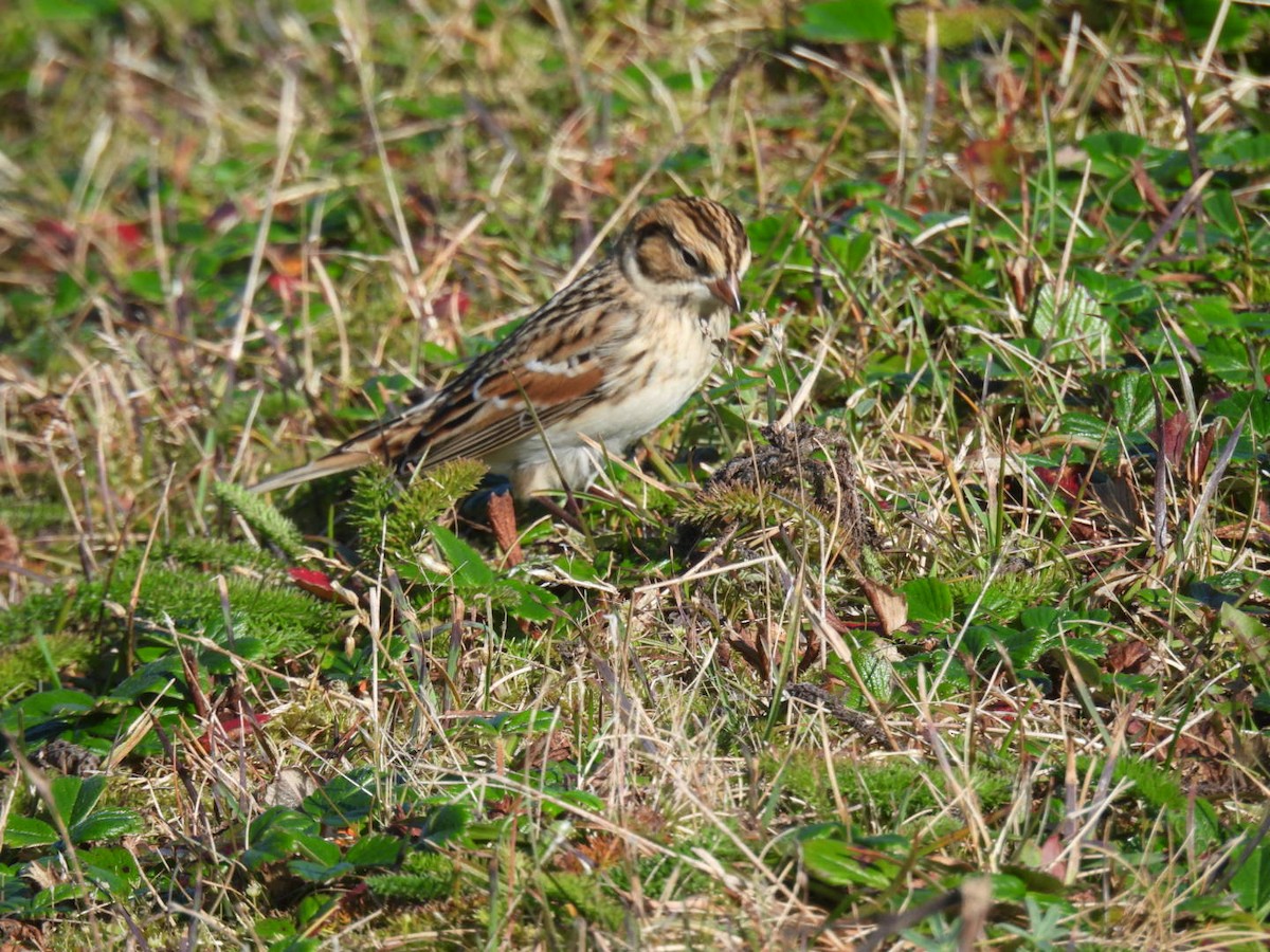 鐵爪鵐 - ML644092210