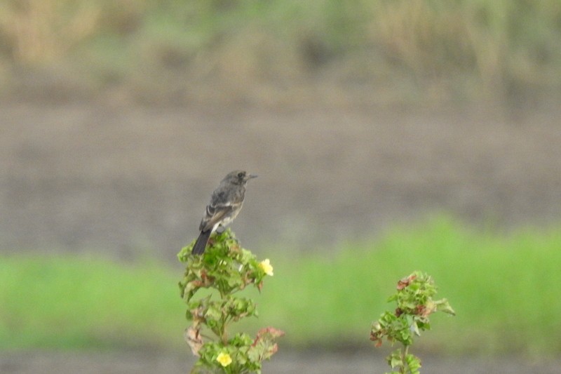 Pied Bushchat - ML644092220