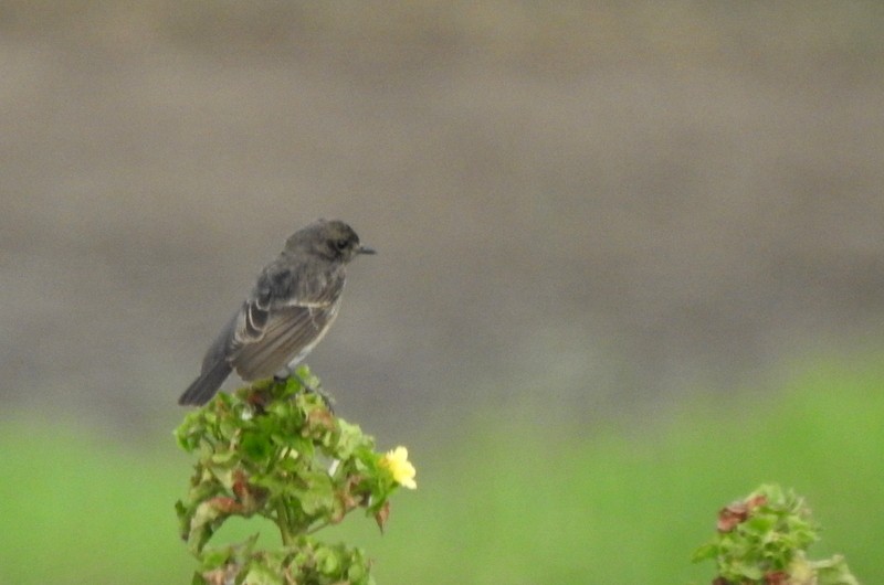 Pied Bushchat - ML644092221