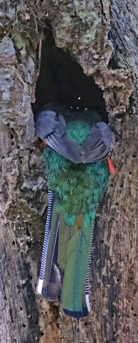 Masked Trogon - ML644092263