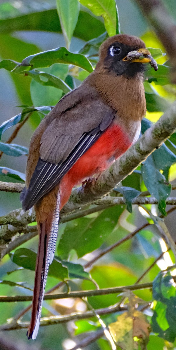 Masked Trogon - ML644092264