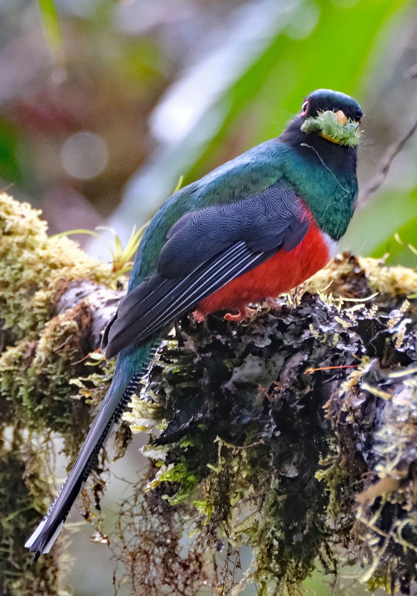 Masked Trogon - ML644092265