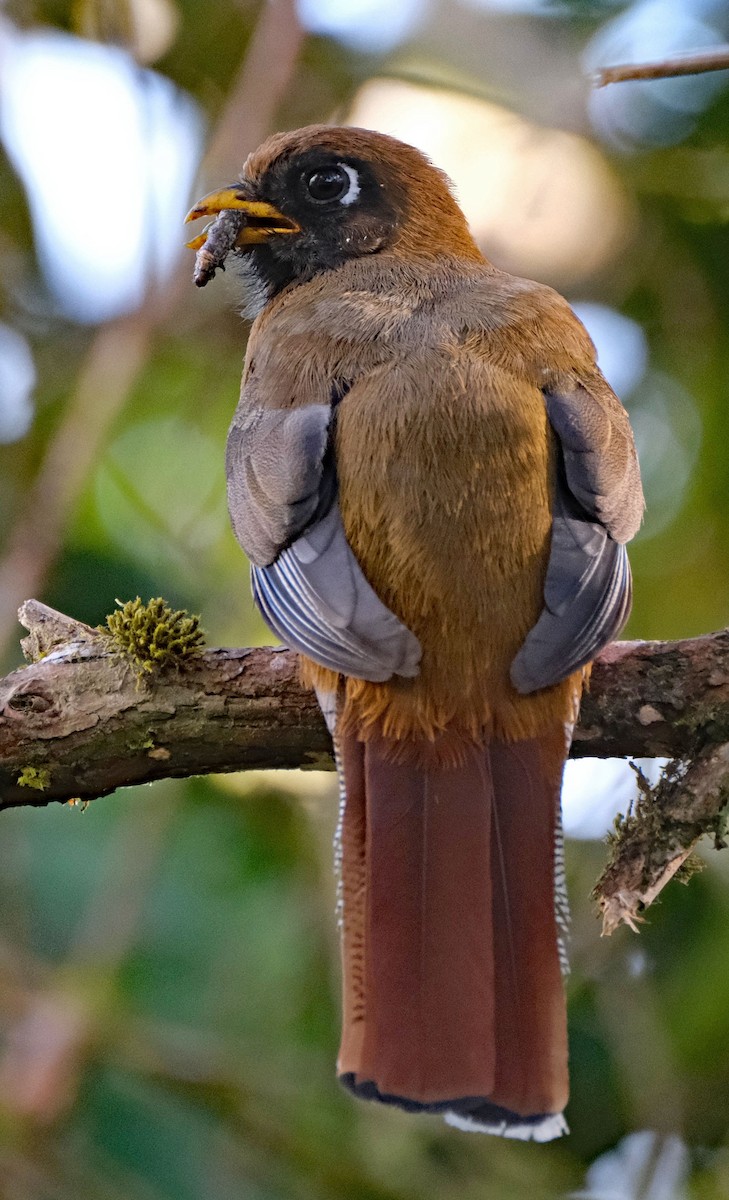 Masked Trogon - ML644092266