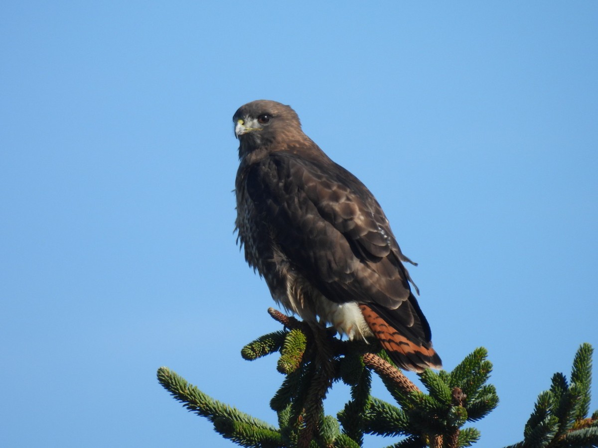Red-tailed Hawk - ML644092269