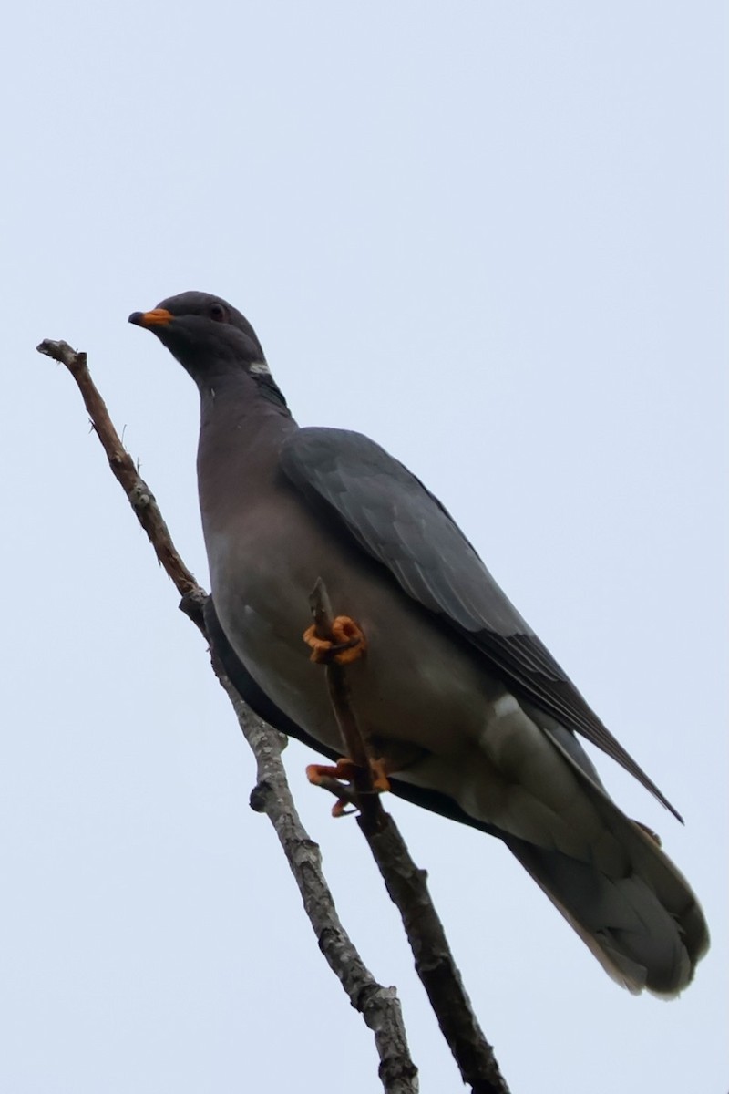 Band-tailed Pigeon - ML644092282