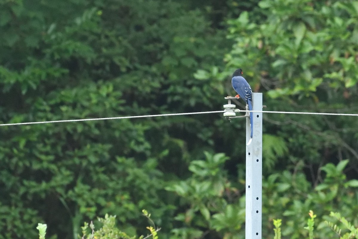 Taiwan Blue-Magpie - ML644092285