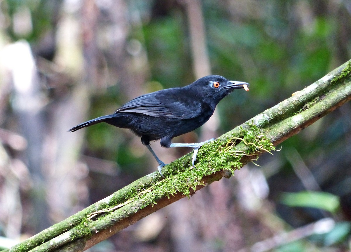 Goeldi's Antbird - ML644092323