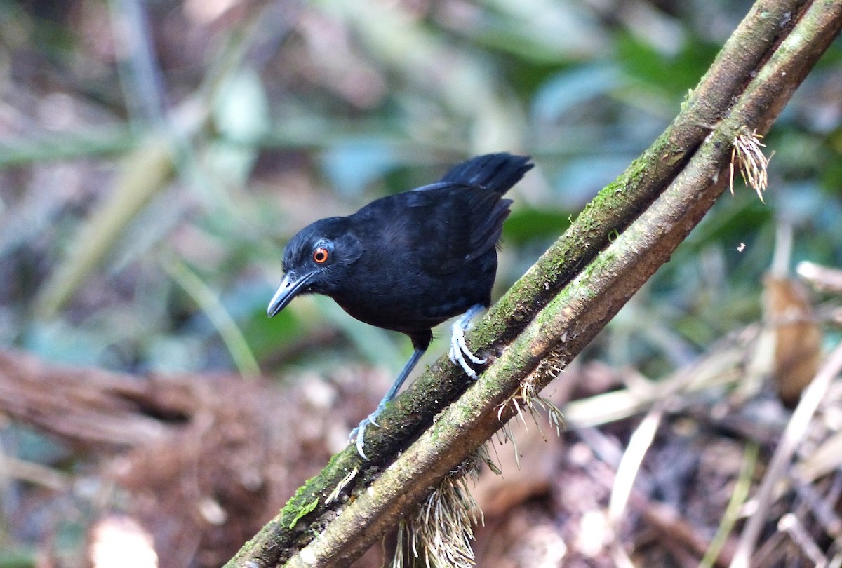 Goeldi's Antbird - ML644092326