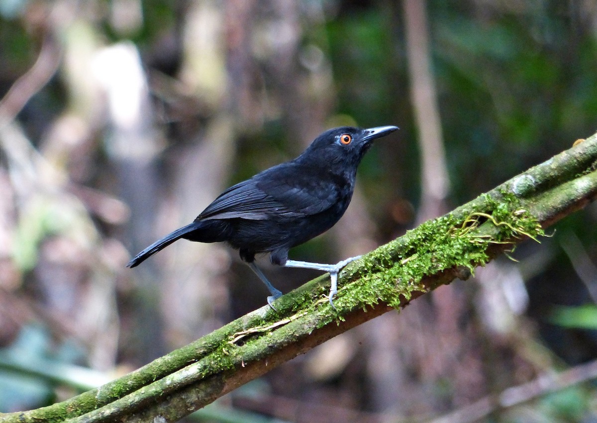 Goeldi's Antbird - ML644092327