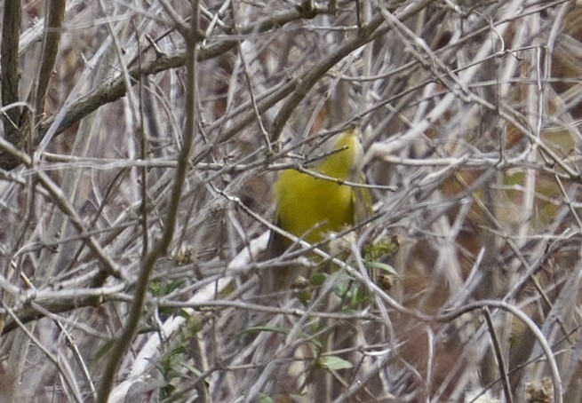 bjørkeparula - ML644092339