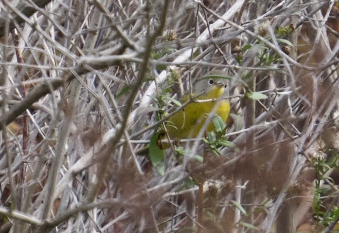 bjørkeparula - ML644092340