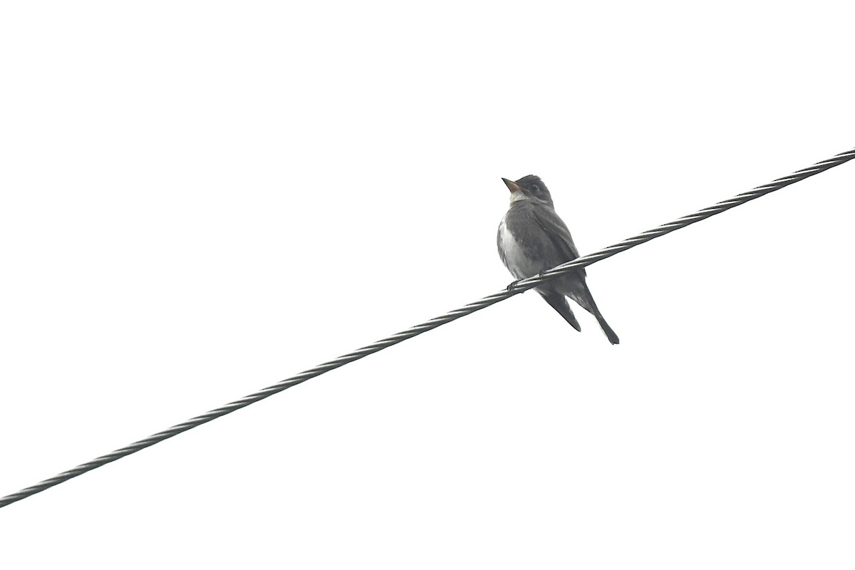 Olive-sided Flycatcher - ML644092353