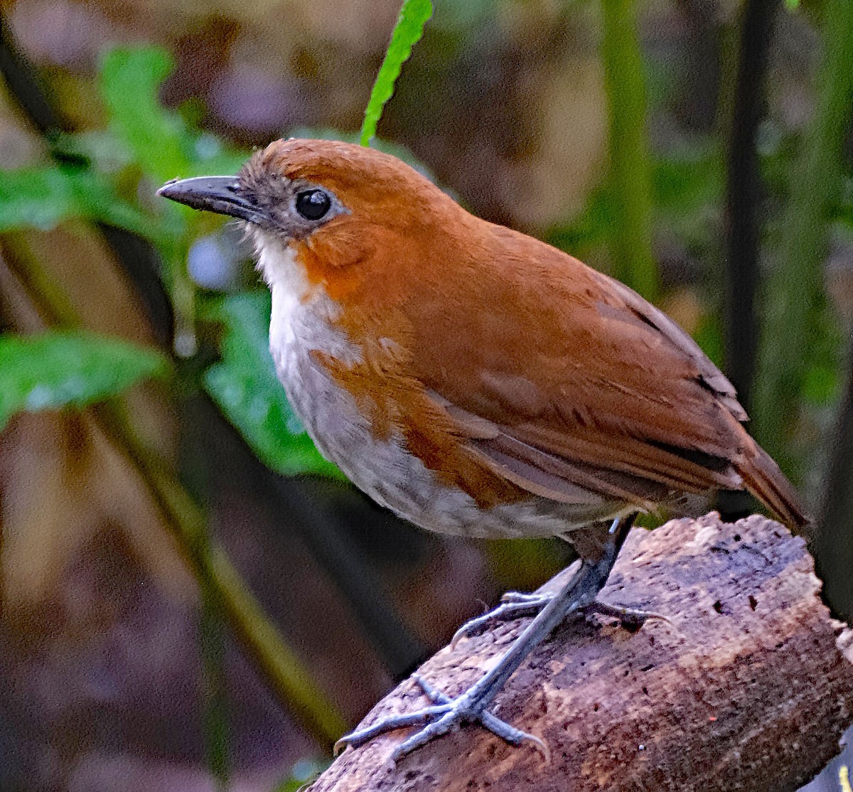 White-bellied Antpitta - ML644092354