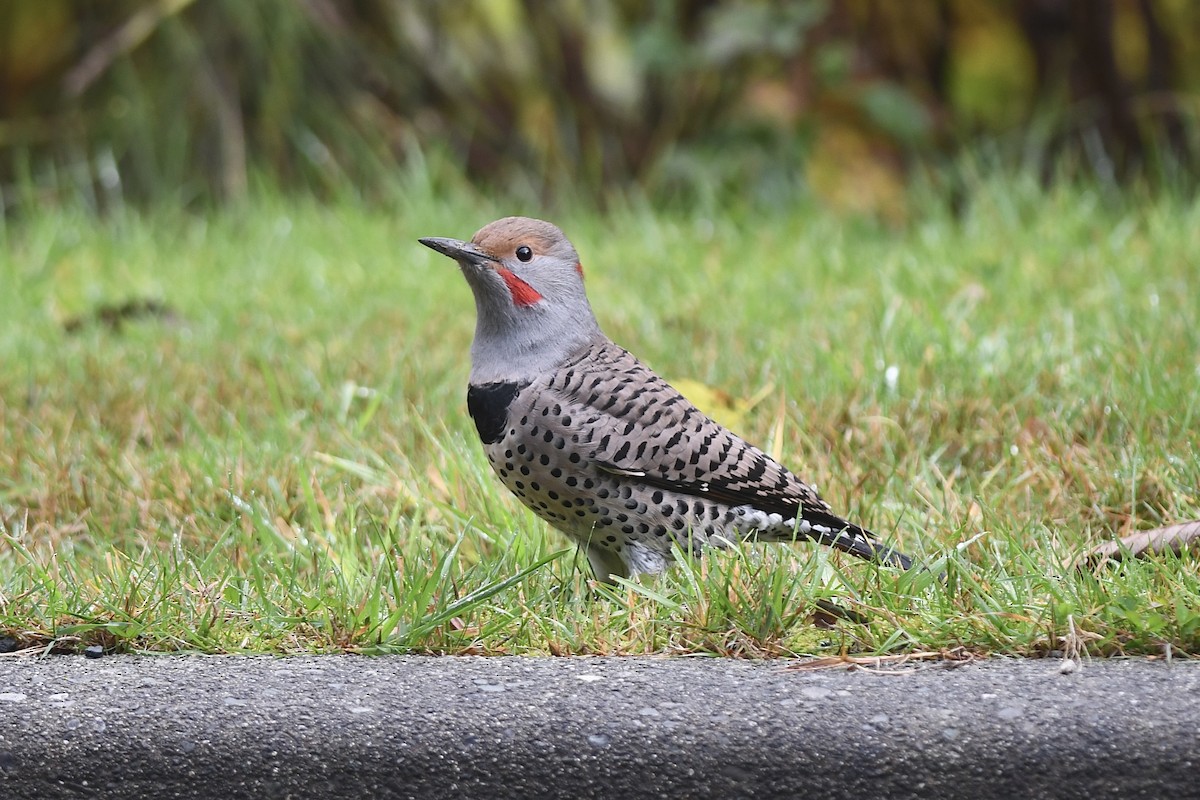 Northern Flicker - ML644092359