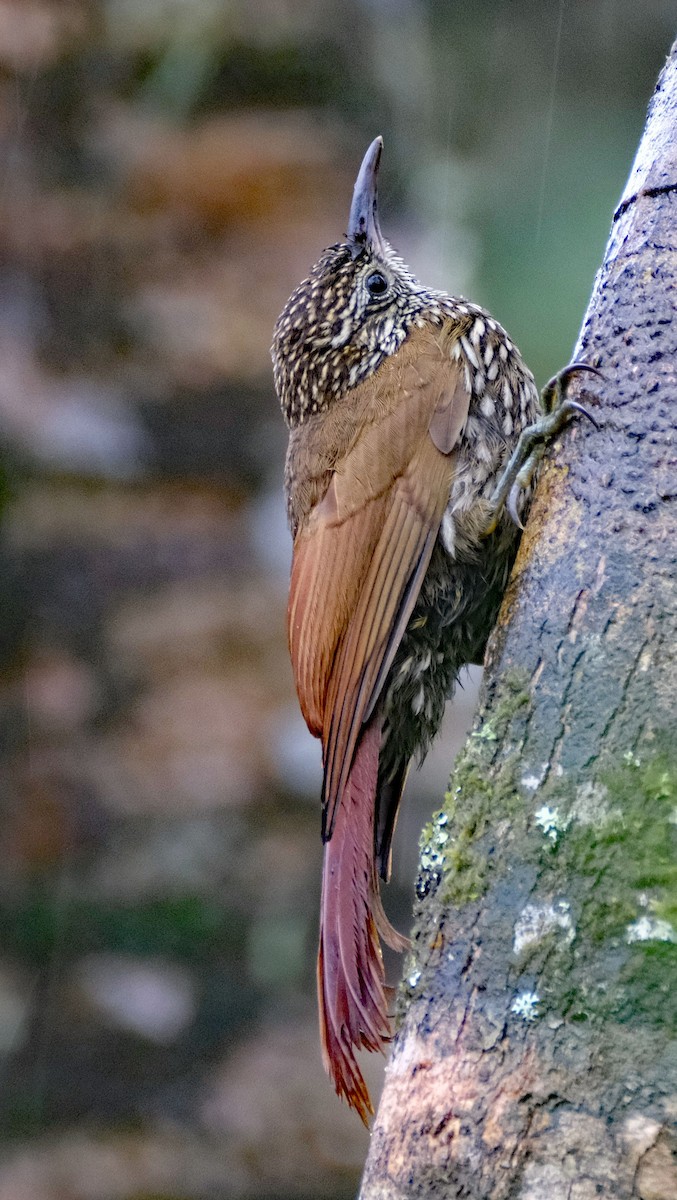 Montane Woodcreeper - ML644092367