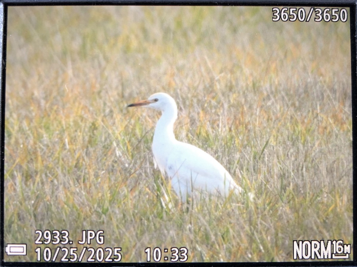 Western Cattle-Egret - ML644092371
