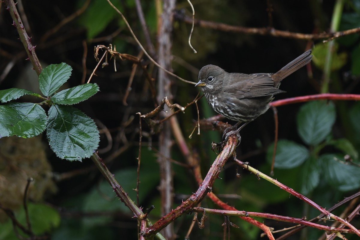 Fox Sparrow - ML644092374