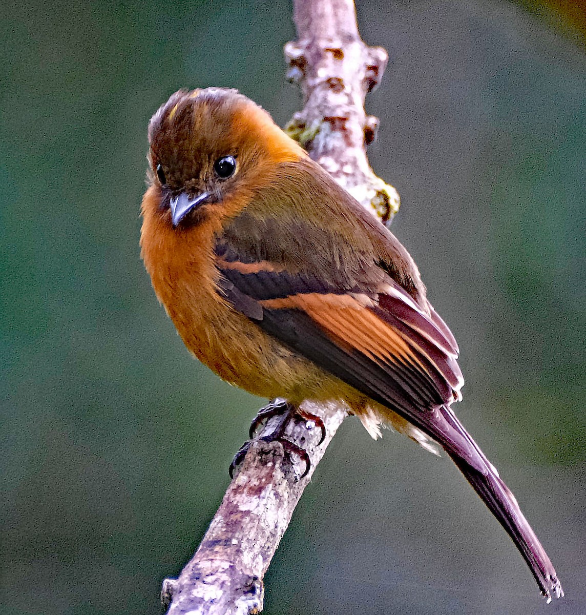 Cinnamon Flycatcher - ML644092381