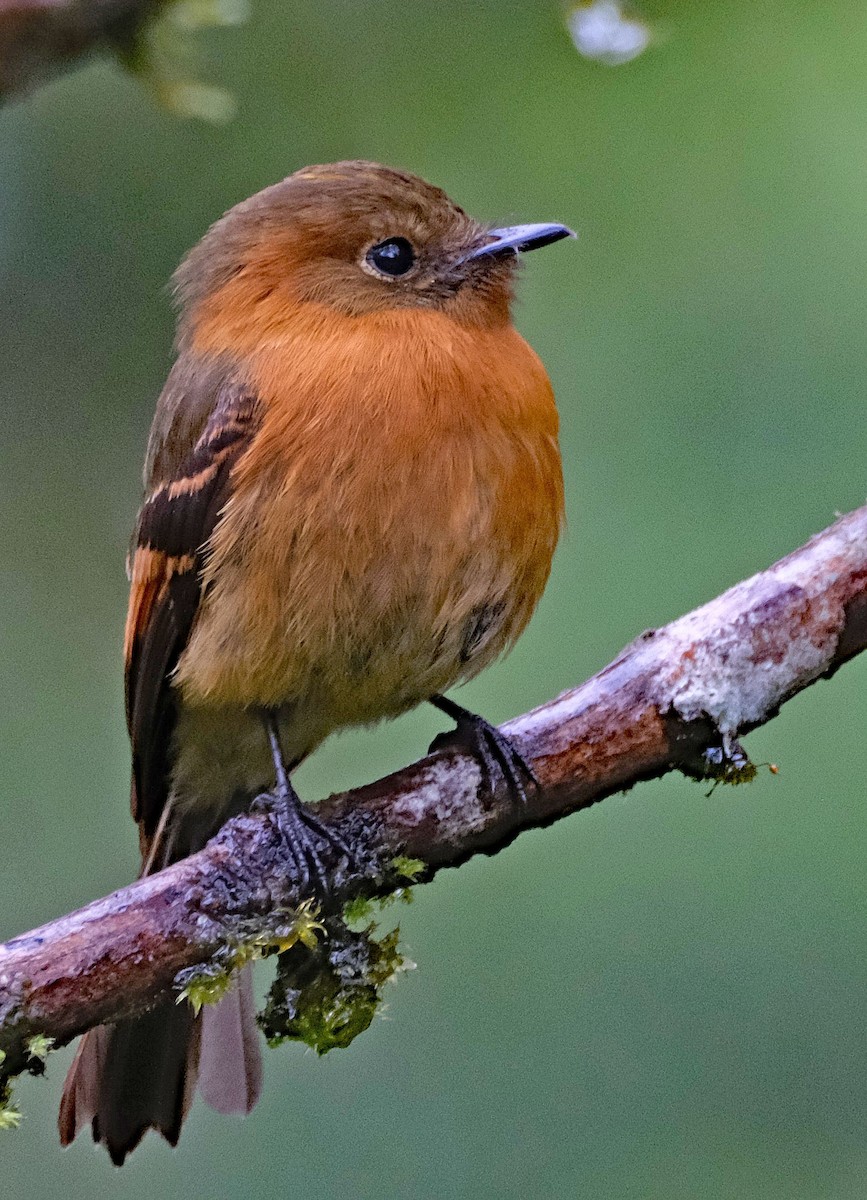 Cinnamon Flycatcher - ML644092382