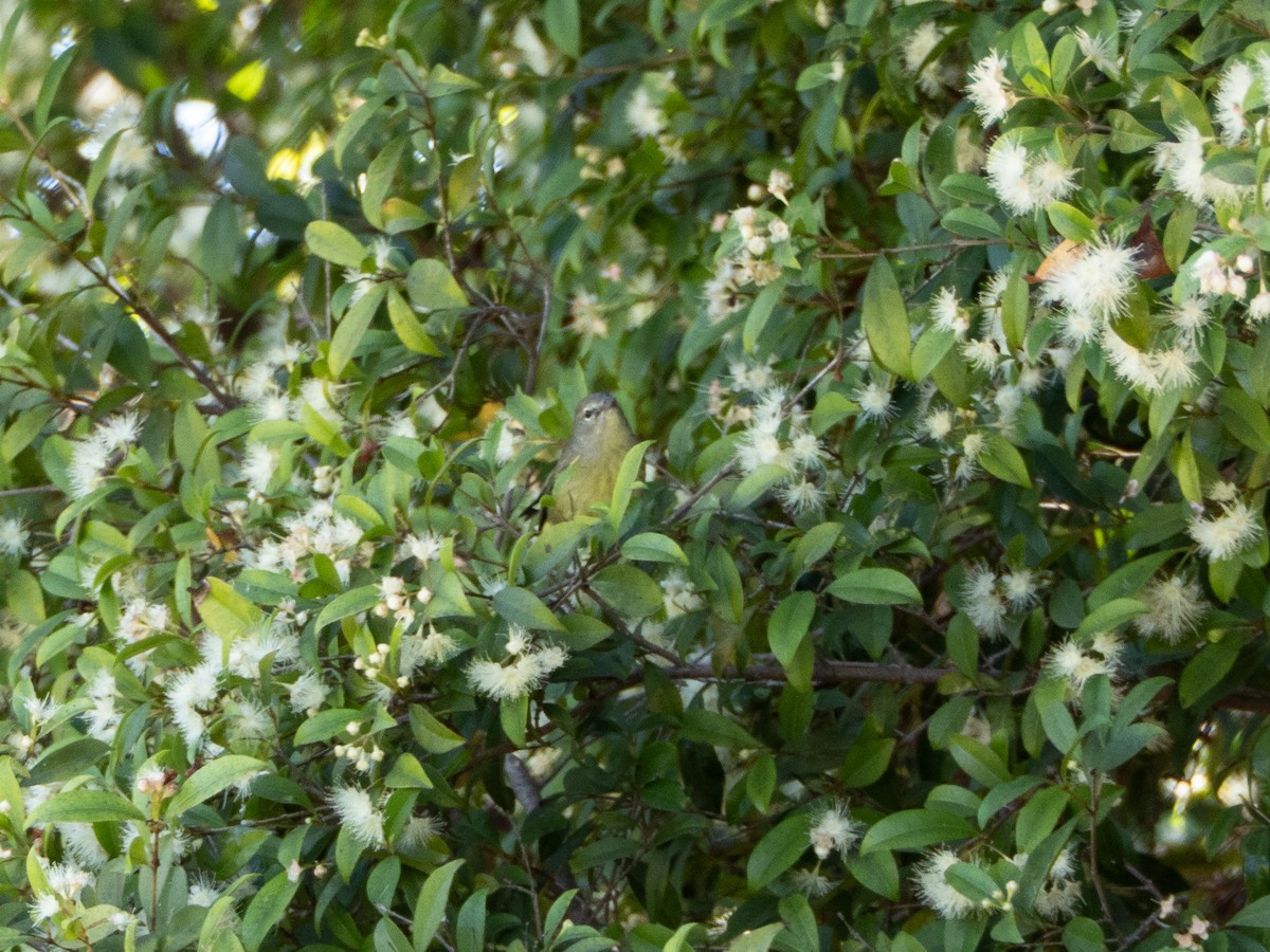 oransjekroneparula - ML644092387