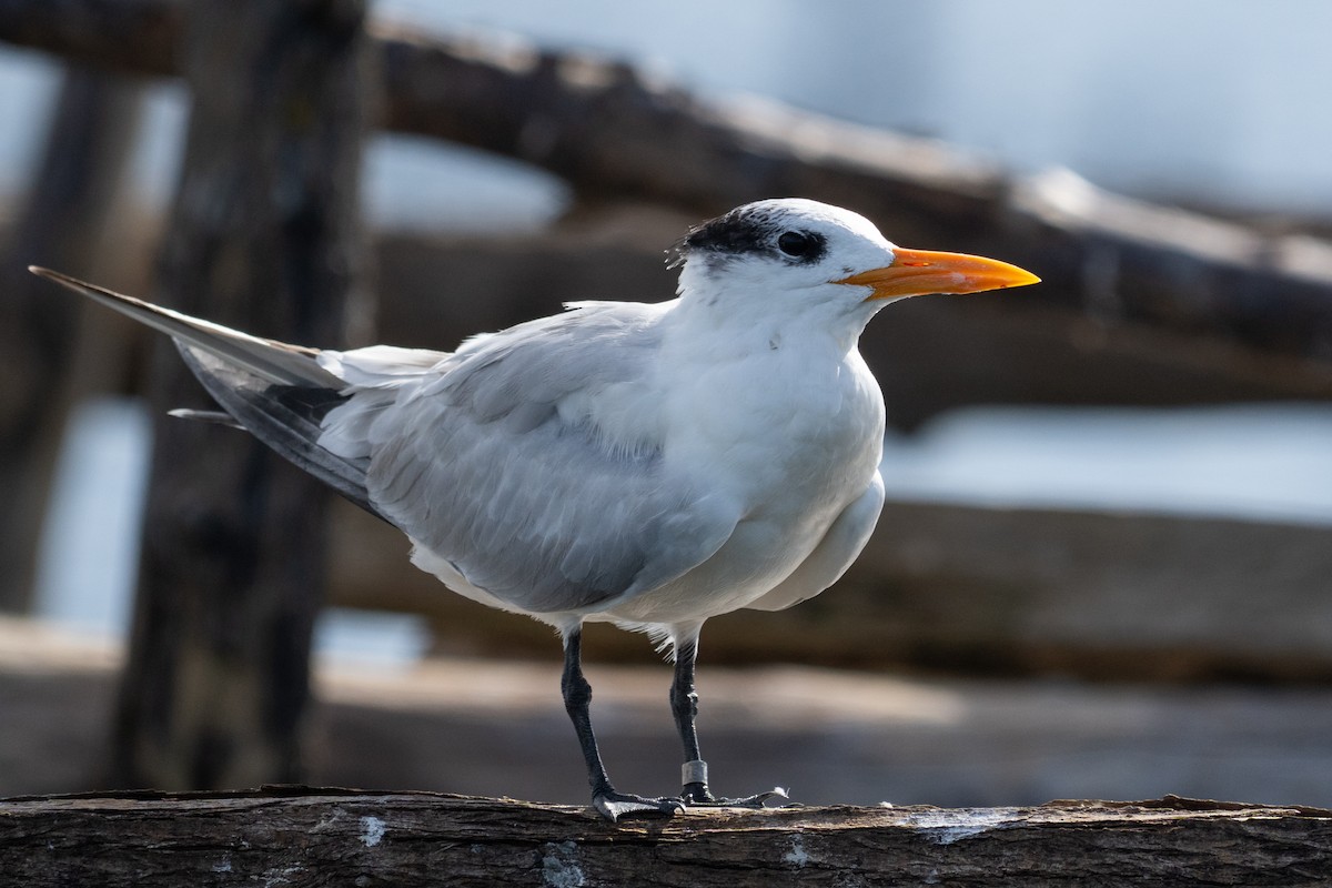 Royal Tern - ML644092391