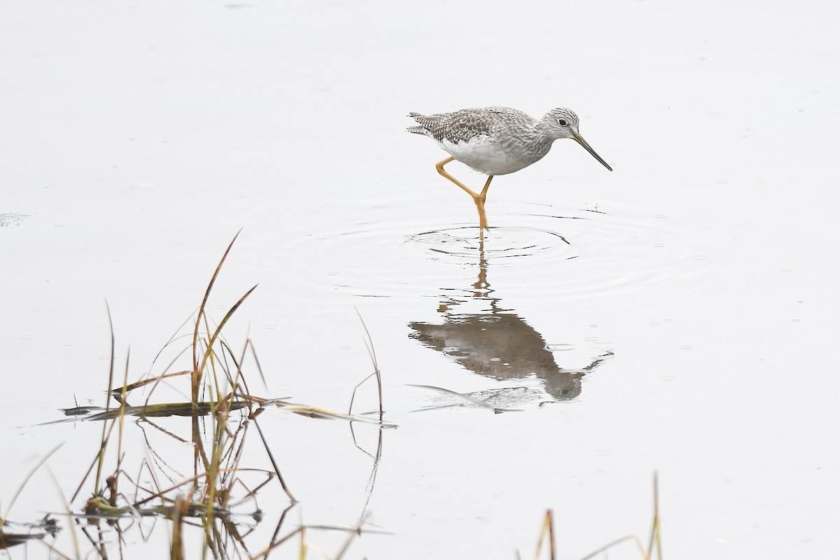 Greater Yellowlegs - ML644092396