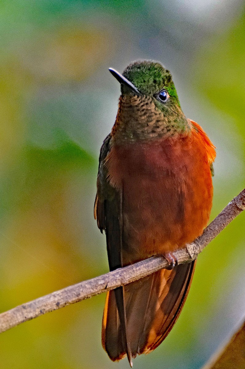 Chestnut-breasted Coronet - ML644092412