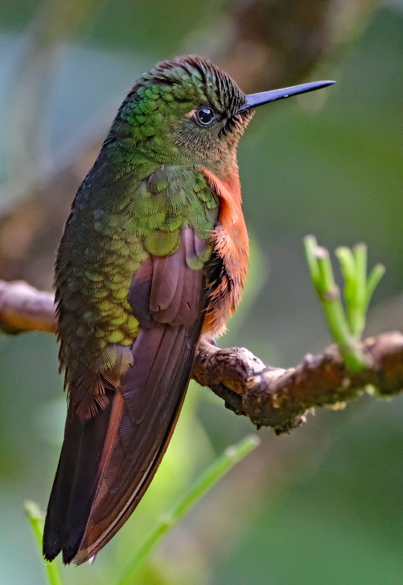 Chestnut-breasted Coronet - ML644092413