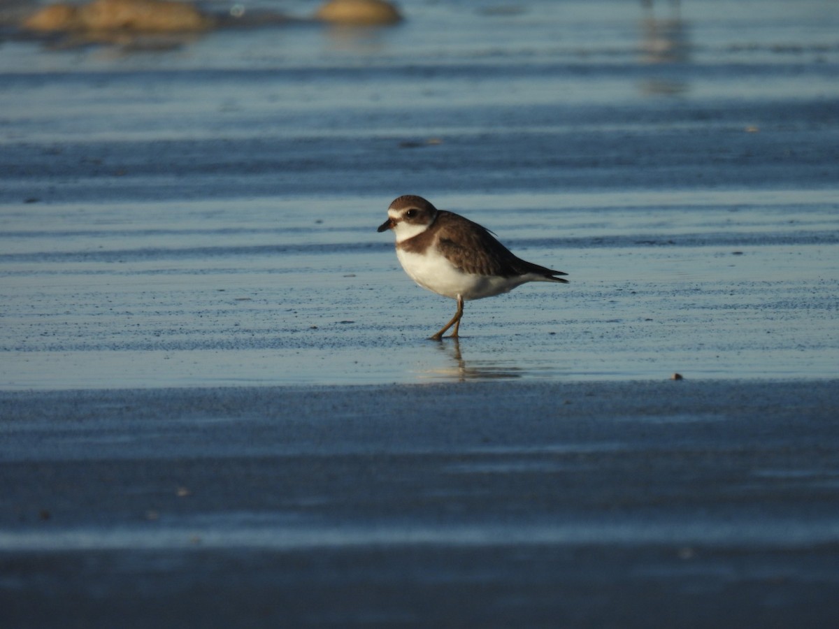Semipalmated Plover - ML644092426