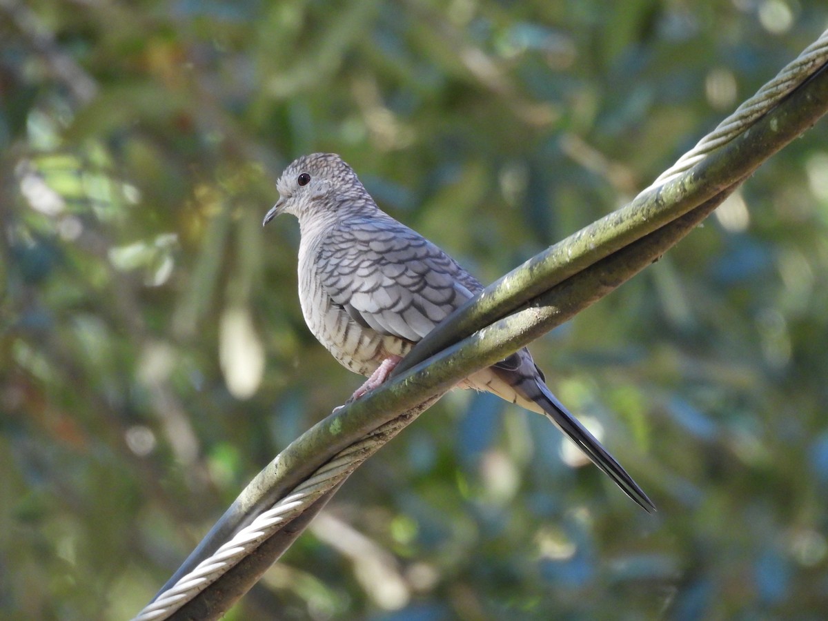 Inca Dove - ML644092429