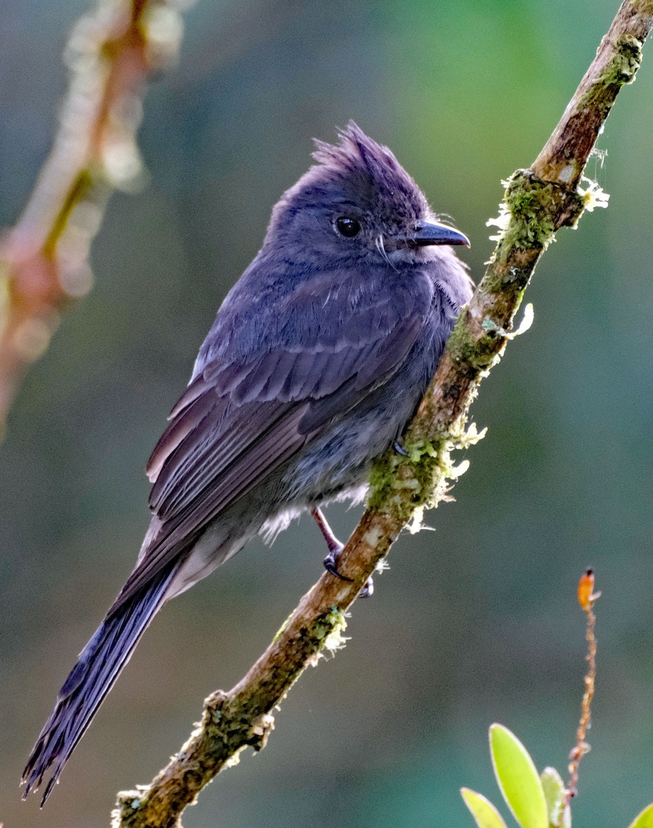 Smoke-colored Pewee - ML644092438