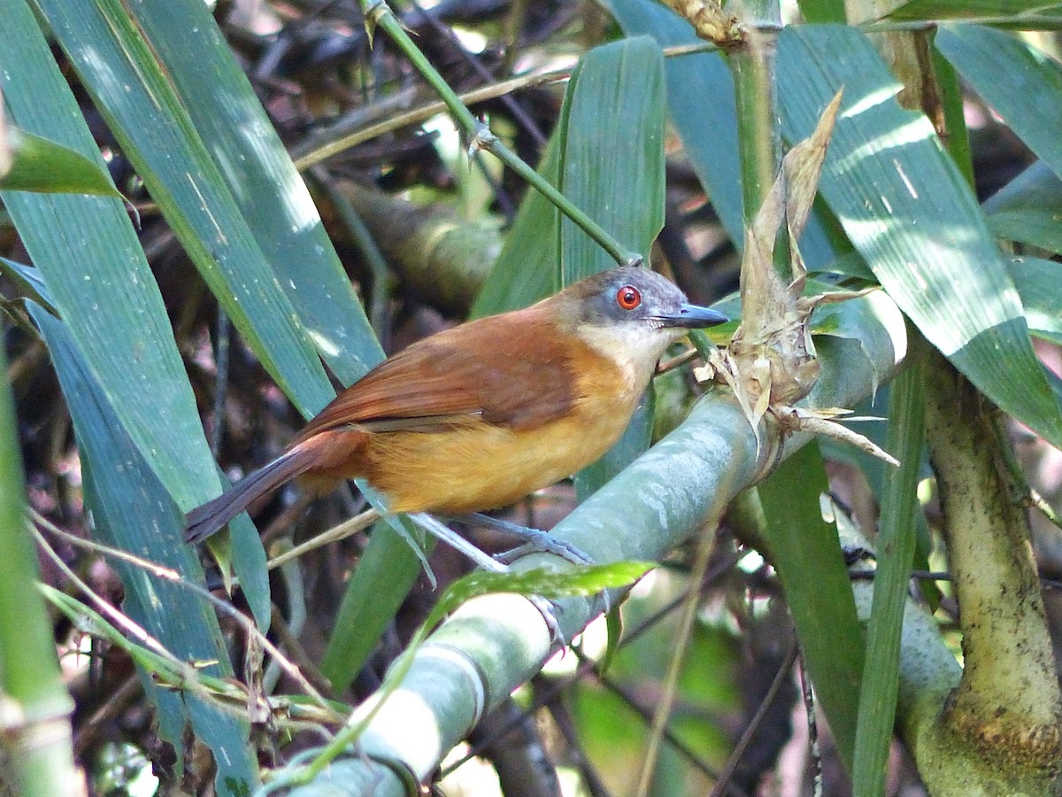 Goeldi's Antbird - ML644092445