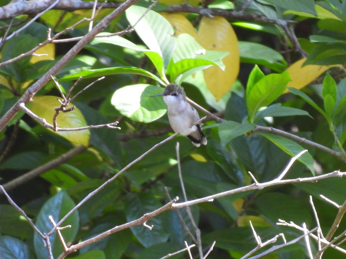 Ruby-throated Hummingbird - ML644092447